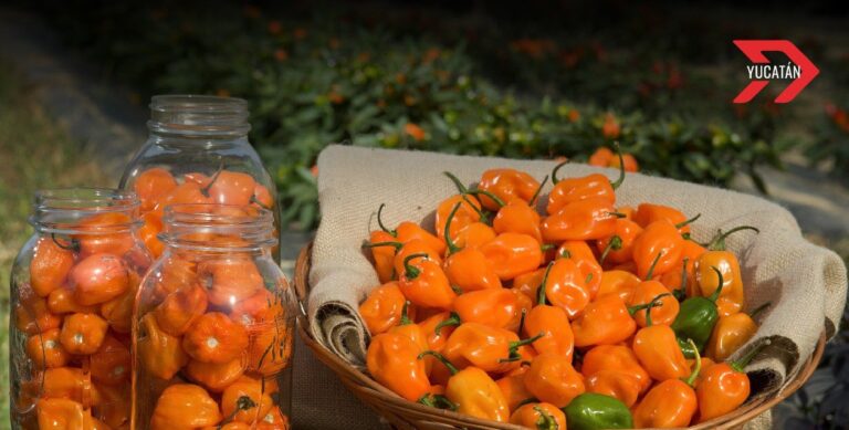 Producción semillas chile habanero yucatán
