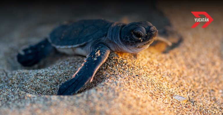 Temporada de anidación de tortugas marinas: Pronatura intensifica esfuerzos de conservación