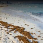El impacto del sargazo en Yucatán: Una amenaza ambiental y económica