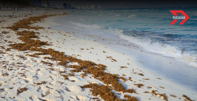El impacto del sargazo en Yucatán: Una amenaza ambiental y económica