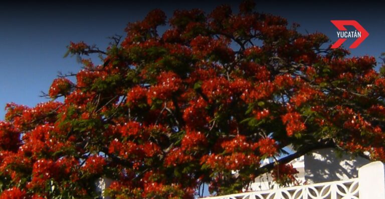 Flamboyán en Yucatán: El árbol tropical que transforma el paisaje urbano cada verano