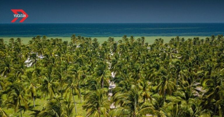 San Crisanto, ejemplo mundial de turismo sustentable en Yucatán