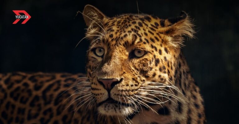 Yucatán lidera conservación del jaguar con tecnología de punta en Congreso Tech4Nature