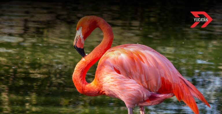 Yucatán se tiñe de rosa: Temporada de flamencos atrae a miles de turistas