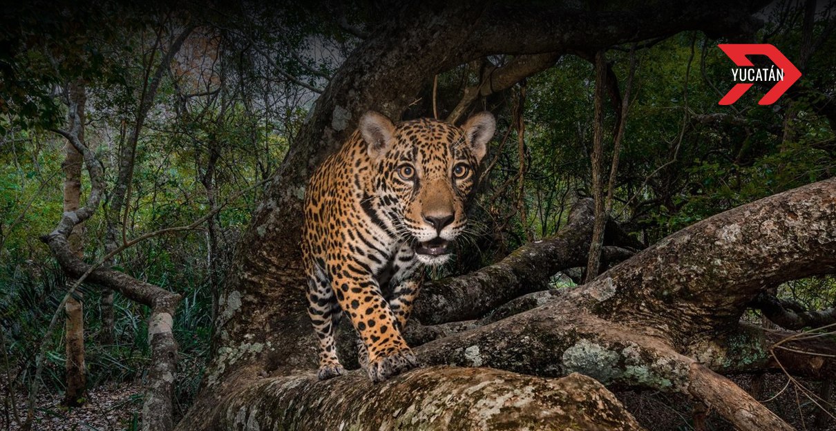 Tecnología y conservación: refuerzan protección del jaguar en Yucatán