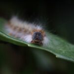Gusano barrenador yucatán