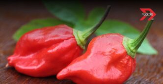 Chile habanero de Yucatán busca denominación de origen