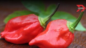 Chile habanero de Yucatán busca denominación de origen