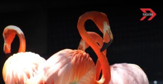 Conservación del flamenco rosado en Yucatán, un éxito en áreas naturales protegidas