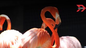 Conservación del flamenco rosado en Yucatán, un éxito en áreas naturales protegidas