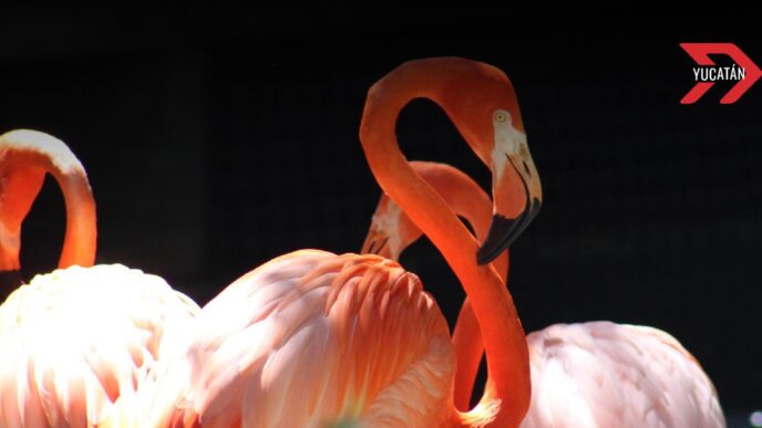 Conservación del flamenco rosado en Yucatán, un éxito en áreas naturales protegidas