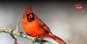 ¿Qué aves están en peligro de extinción en Yucatán? Ambientalistas denuncian captura ilegal y falta de protección