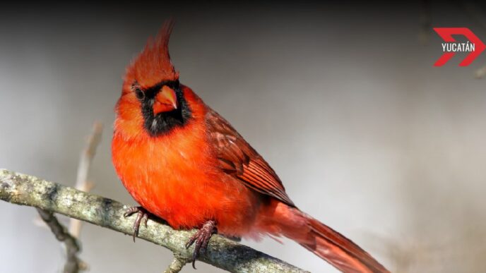 ¿Qué aves están en peligro de extinción en Yucatán? Ambientalistas denuncian captura ilegal y falta de protección