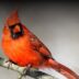 ¿Qué aves están en peligro de extinción en Yucatán? Ambientalistas denuncian captura ilegal y falta de protección