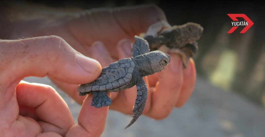 Liberan a las primeras crías de tortuga en la costa de Progreso