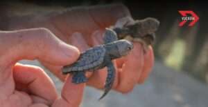 Liberan a las primeras crías de tortuga en la costa de Progreso