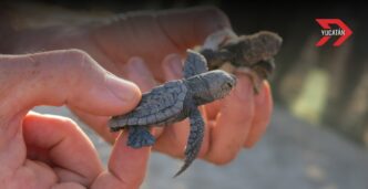 Liberan a las primeras crías de tortuga en la costa de Progreso