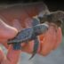 Liberan a las primeras crías de tortuga en la costa de Progreso